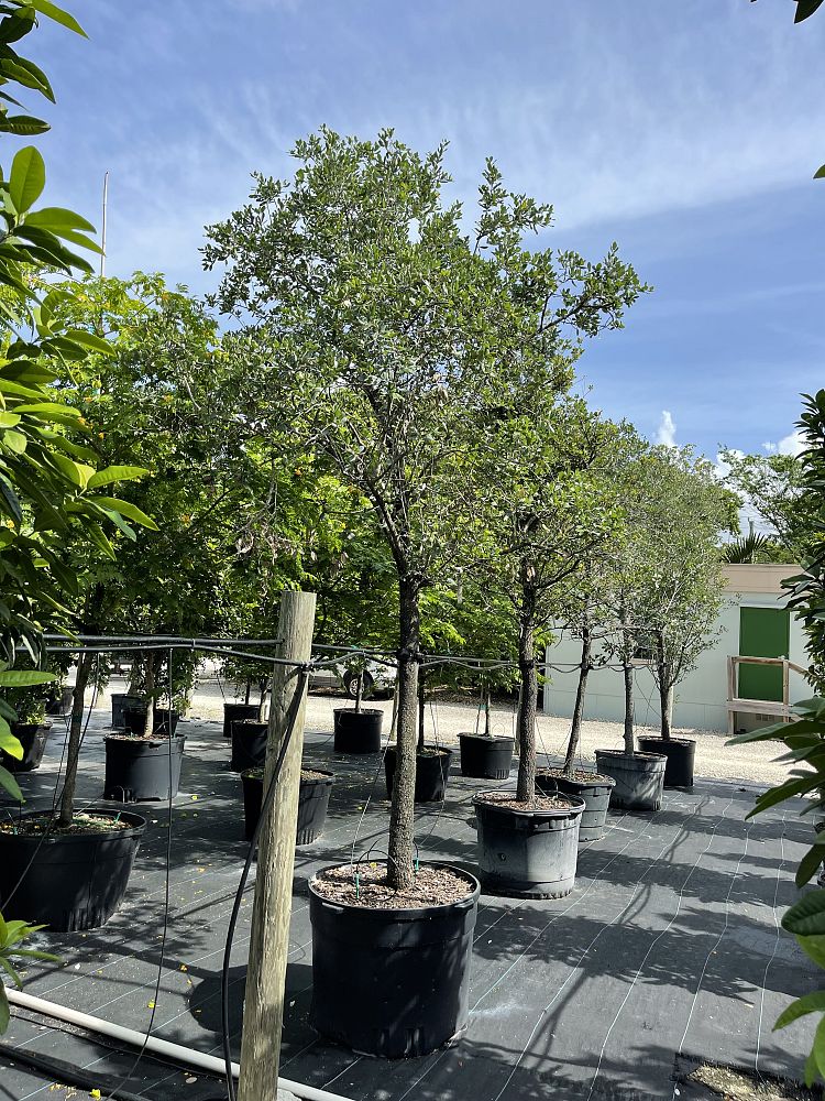 quercus-virginiana-live-oak-southern-oak-tree