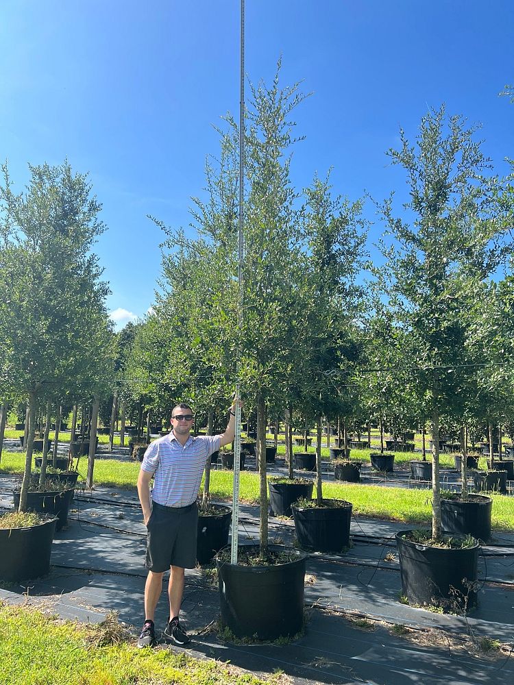 quercus-virginiana-live-oak-southern-oak-tree