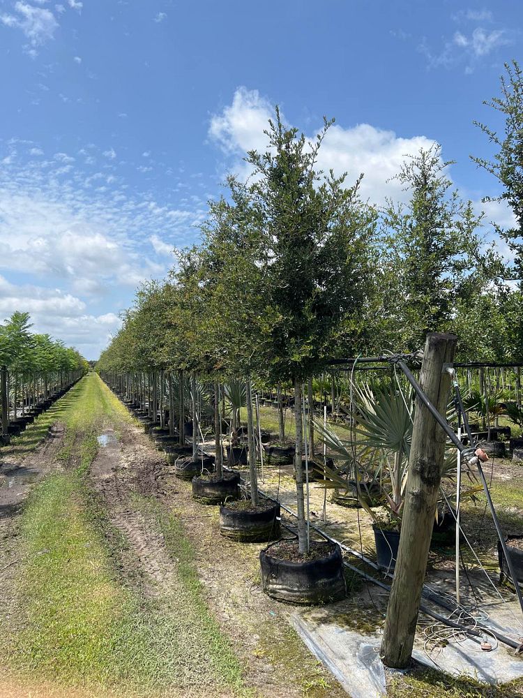quercus-virginiana-live-oak-southern-oak-tree