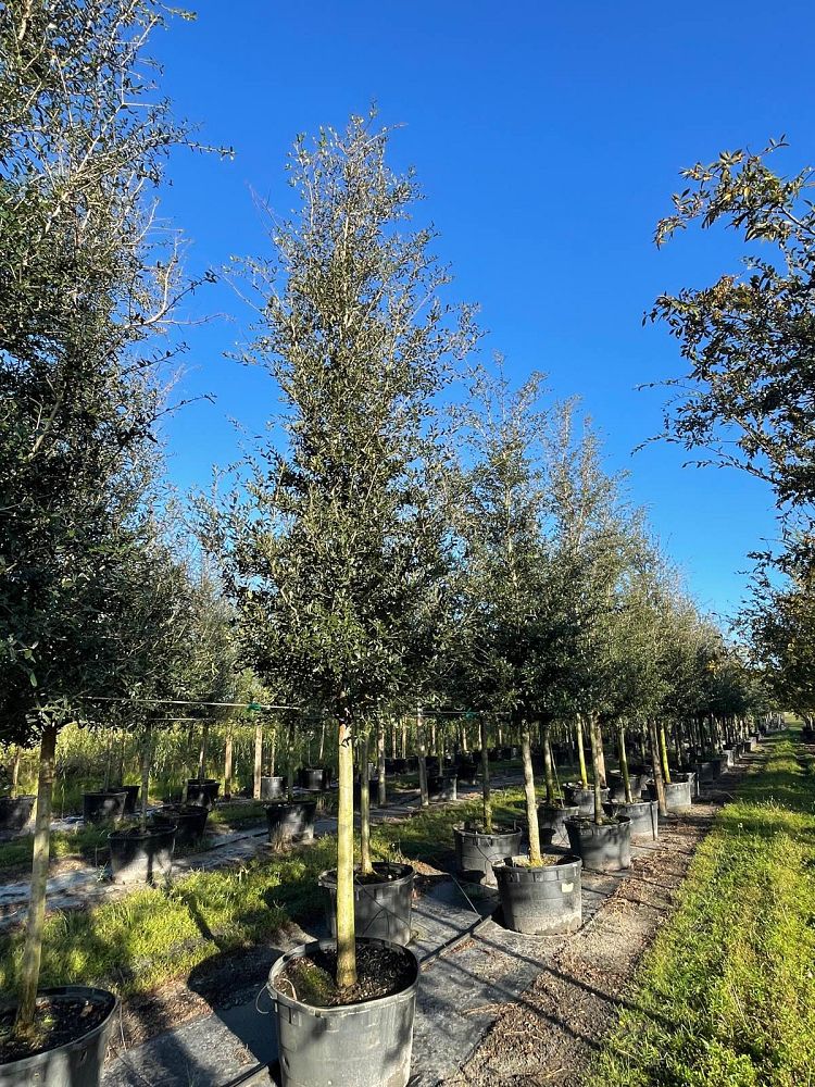 quercus-virginiana-live-oak-southern-oak-tree