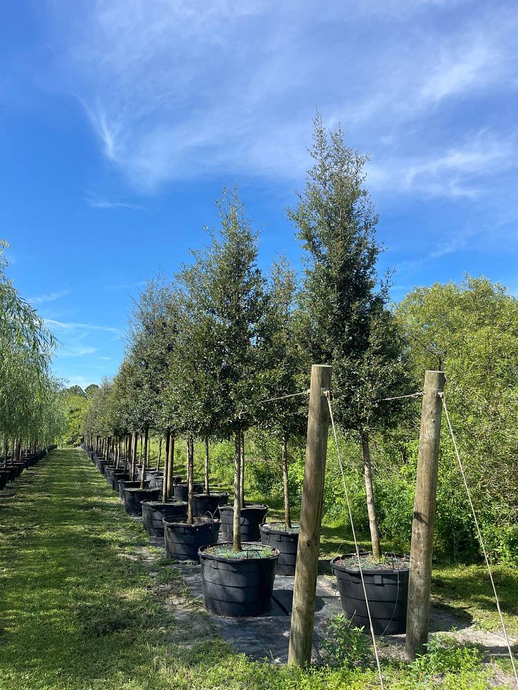 quercus-virginiana-live-oak-southern-oak-tree