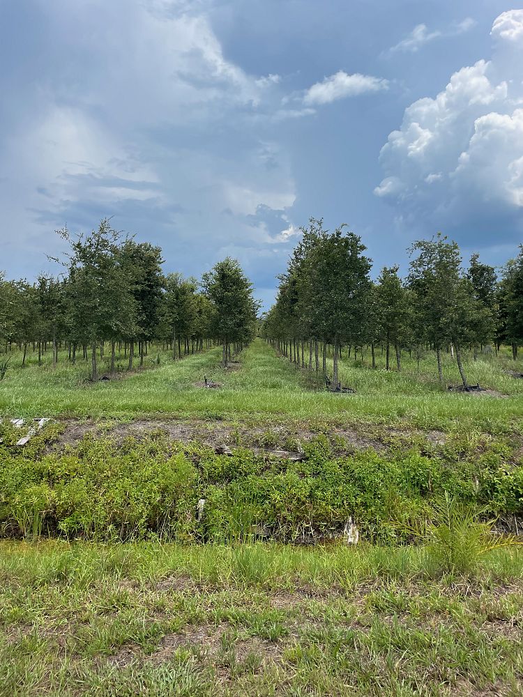 quercus-virginiana-live-oak-southern-oak-tree