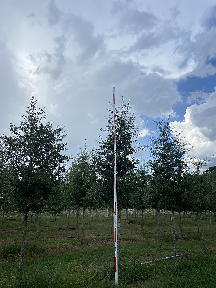 quercus-virginiana-live-oak-southern-oak-tree