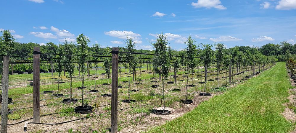 quercus-virginiana-live-oak-southern-oak-tree