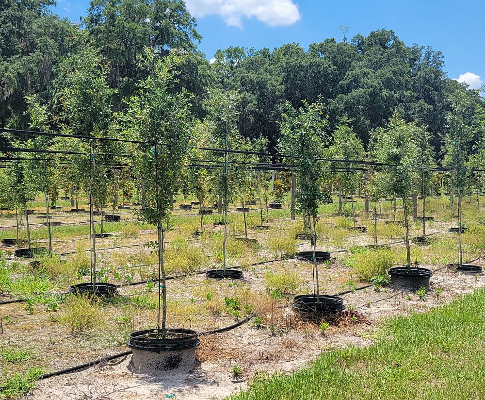 quercus-virginiana-live-oak-southern-oak-tree