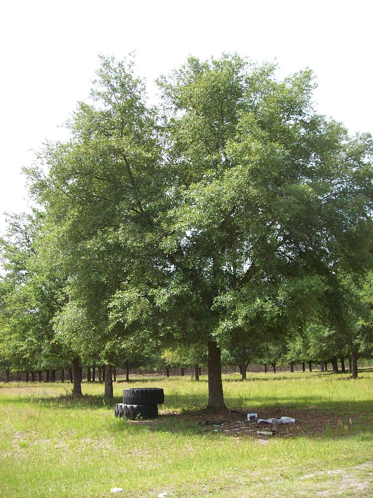 quercus-virginiana-live-oak-southern-oak-tree