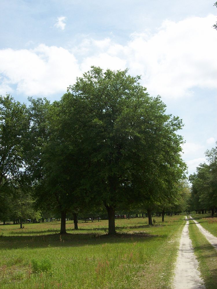 quercus-virginiana-live-oak-southern-oak-tree