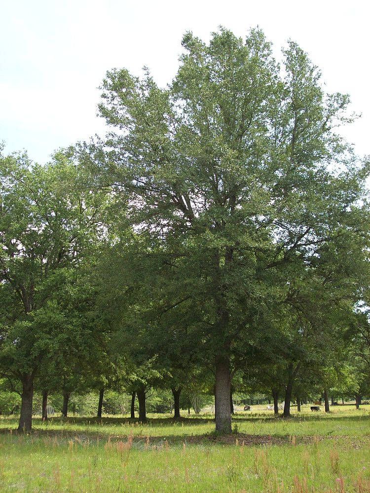quercus-virginiana-live-oak-southern-oak-tree