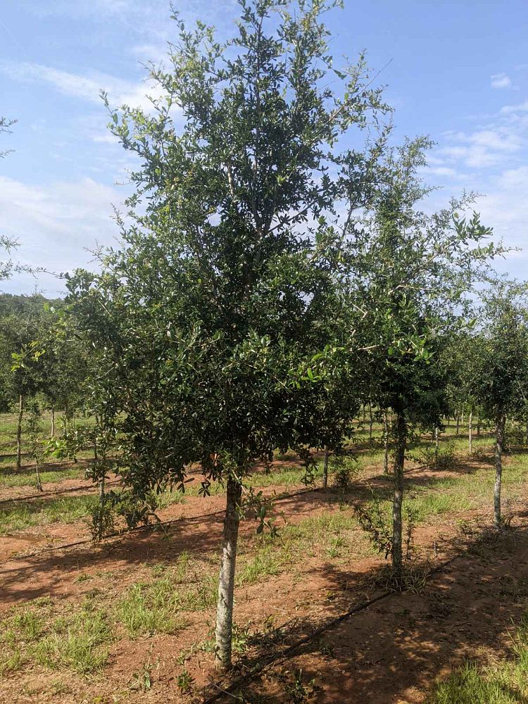 quercus-virginiana-live-oak-southern-oak-tree