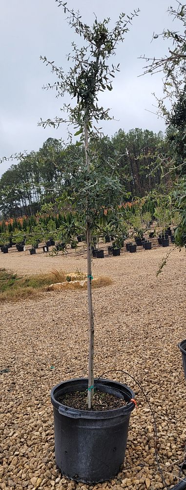 quercus-virginiana-live-oak-southern-oak-tree