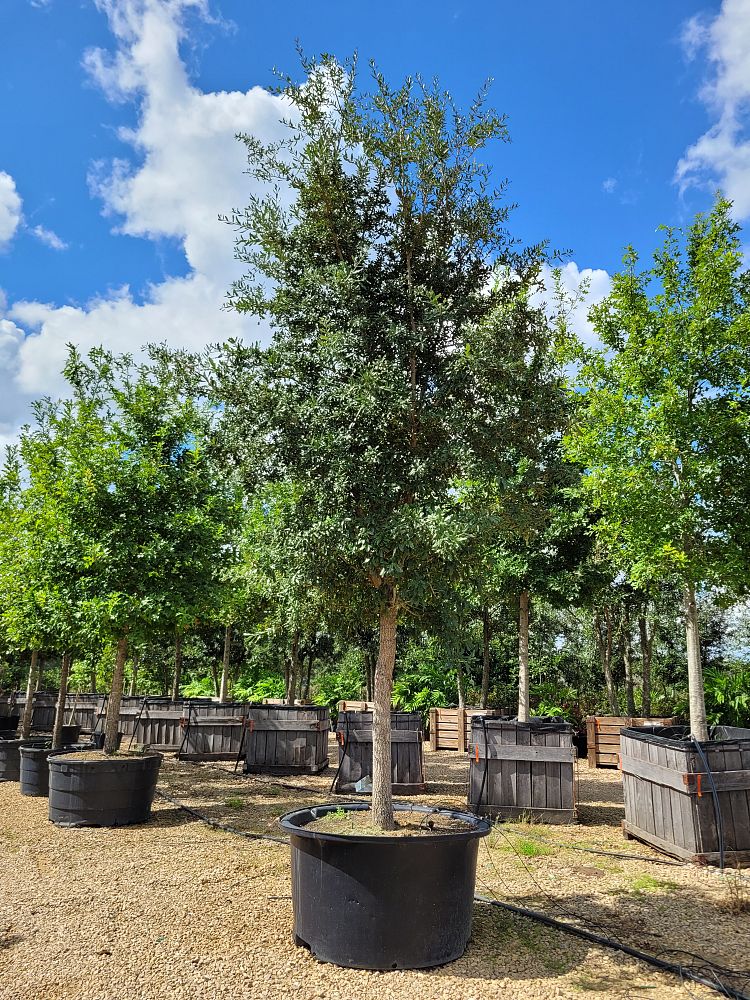 quercus-virginiana-live-oak-southern-oak-tree
