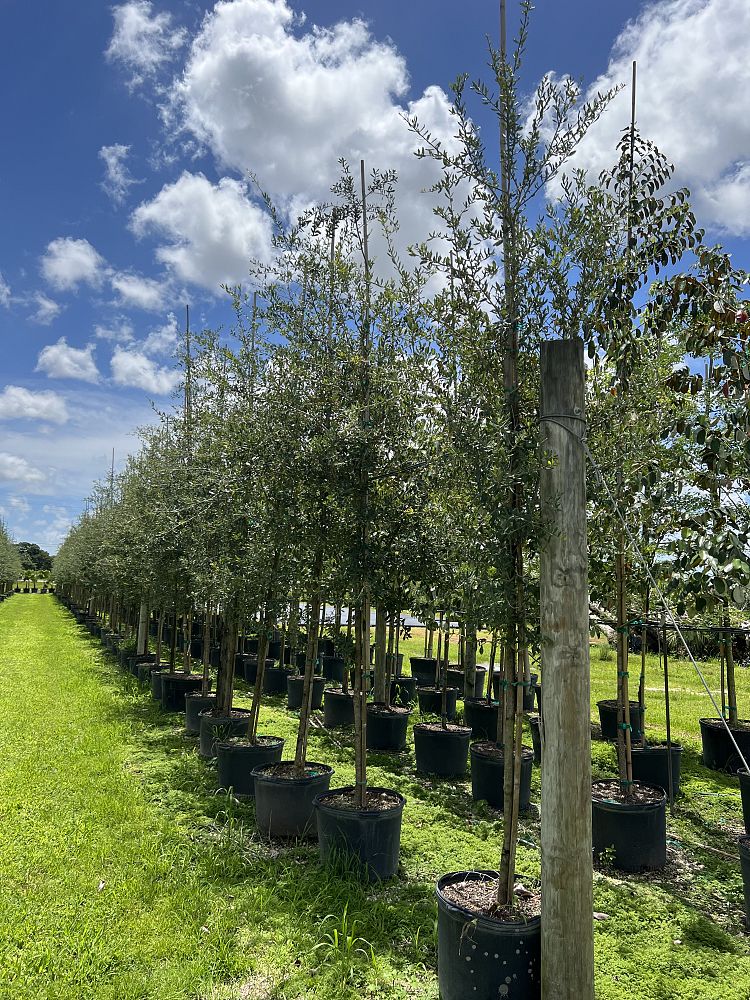 quercus-virginiana-live-oak-southern-oak-tree