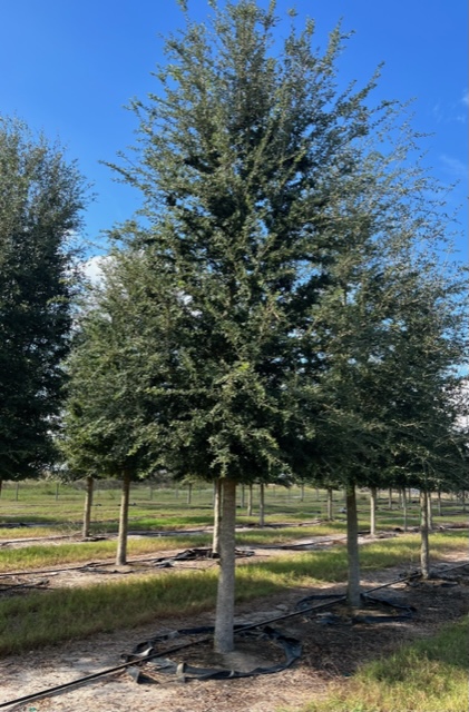 quercus-virginiana-live-oak-southern-oak-tree