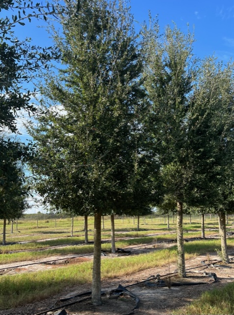 quercus-virginiana-live-oak-southern-oak-tree