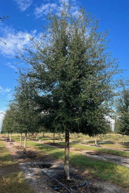 quercus-virginiana-live-oak-southern-oak-tree