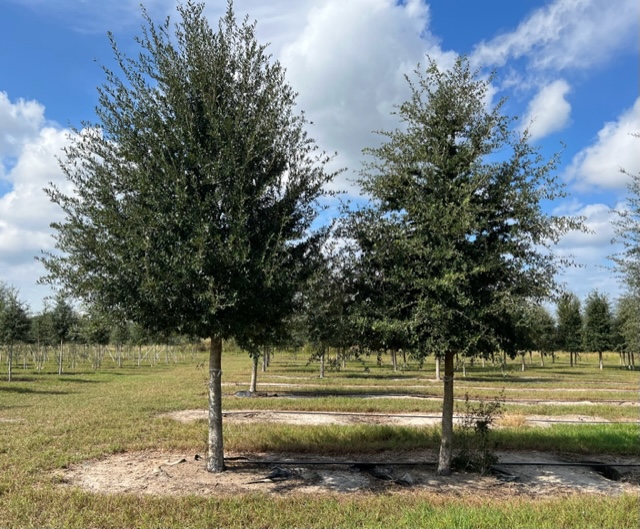 quercus-virginiana-live-oak-southern-oak-tree