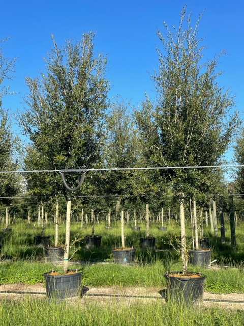 quercus-virginiana-live-oak-southern-oak-tree