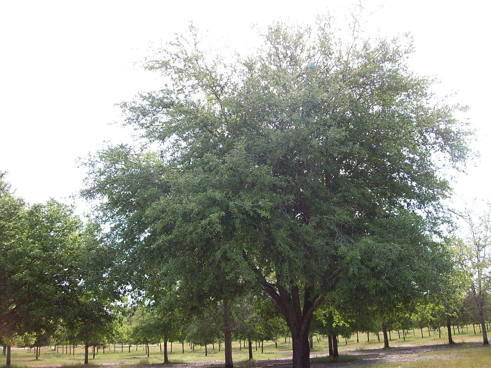 quercus-virginiana-live-oak-southern-oak-tree