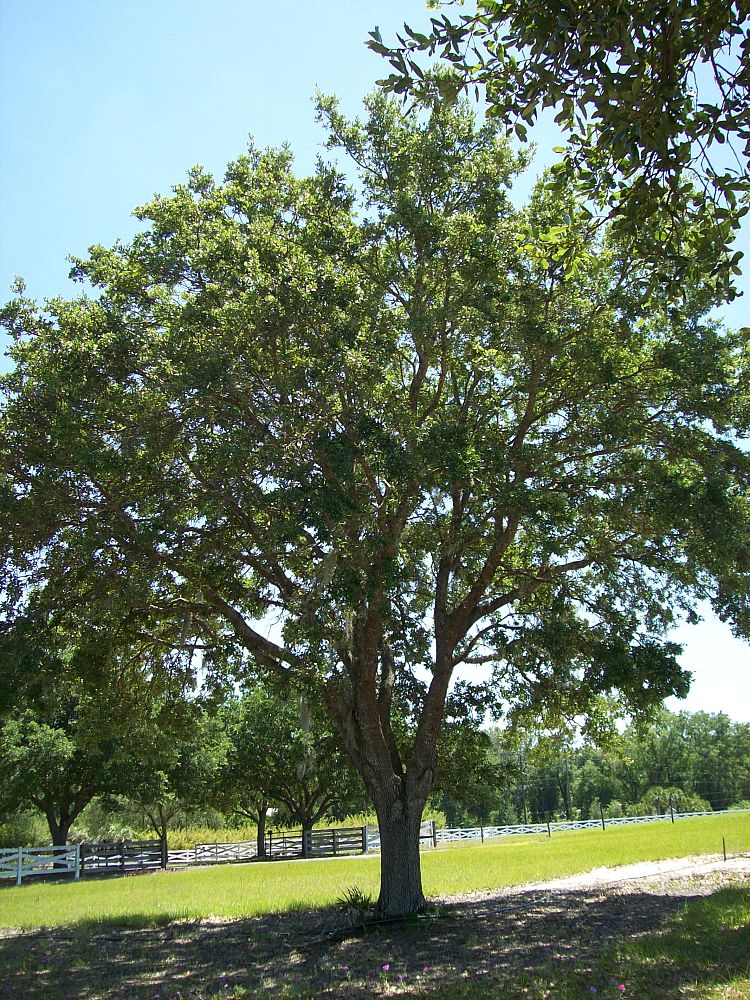 quercus-virginiana-live-oak-southern-oak-tree