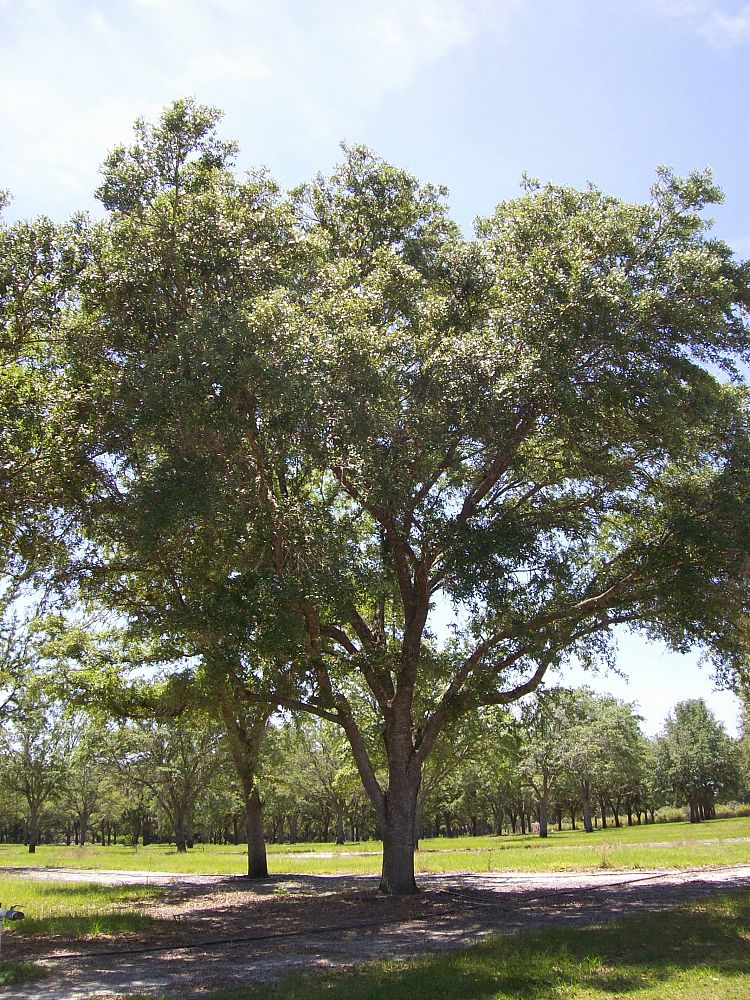 quercus-virginiana-live-oak-southern-oak-tree
