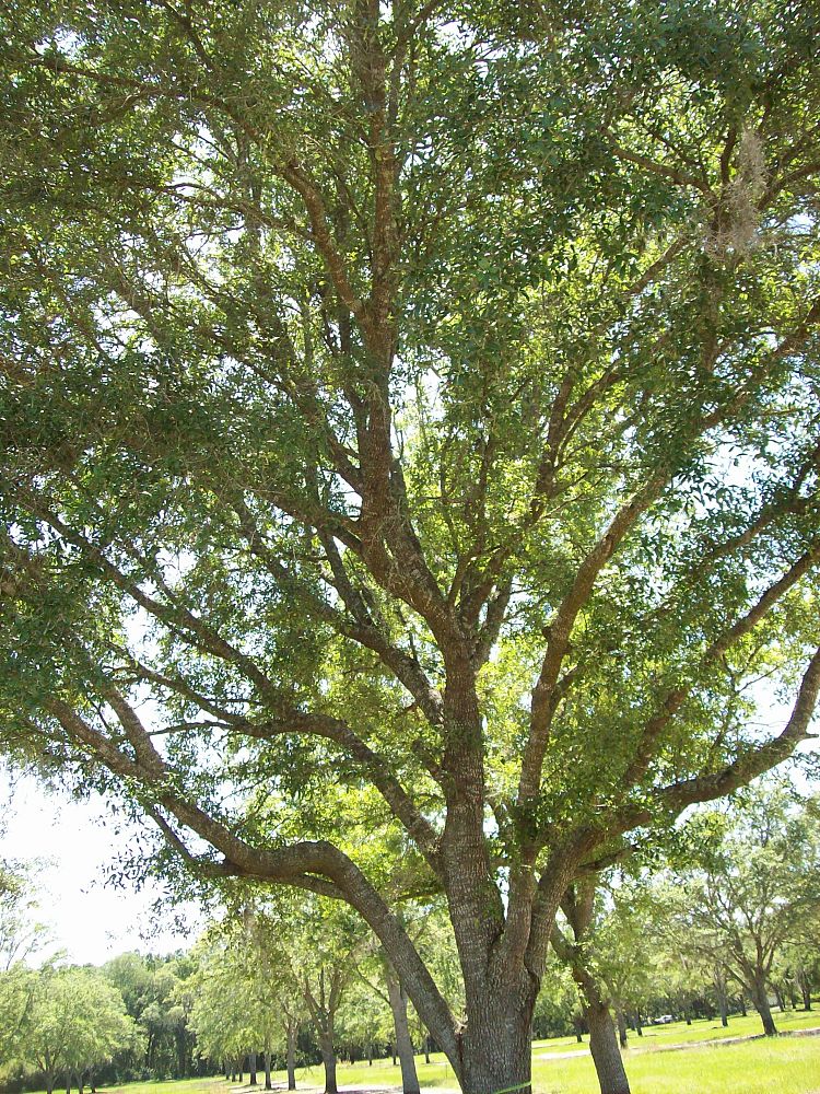 quercus-virginiana-live-oak-southern-oak-tree