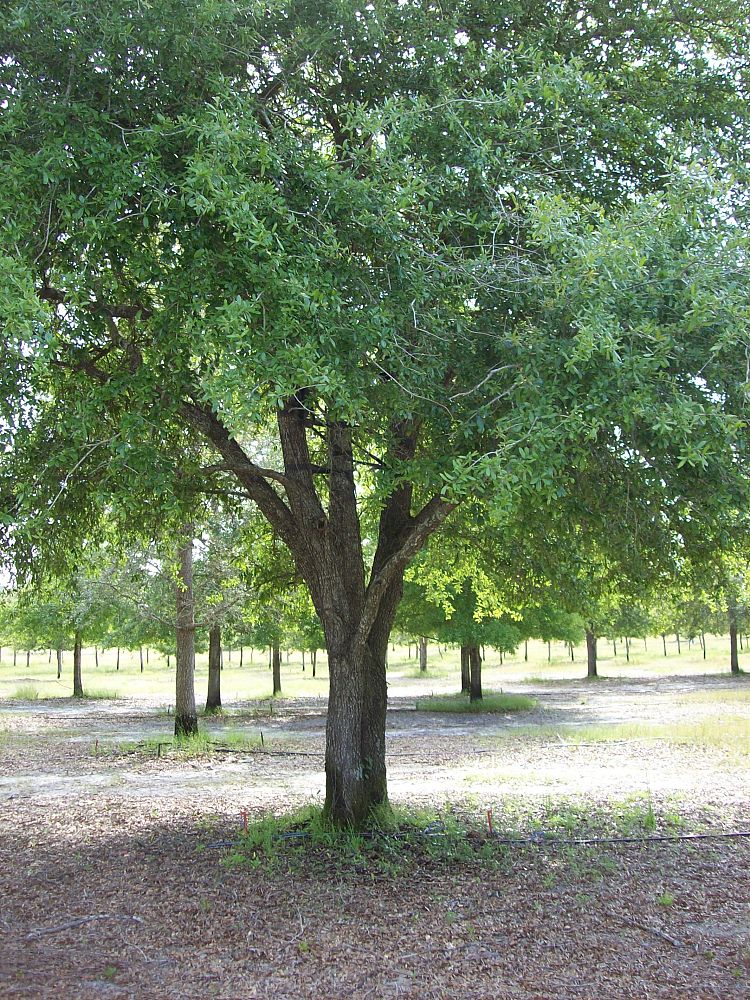 quercus-virginiana-live-oak-southern-oak-tree