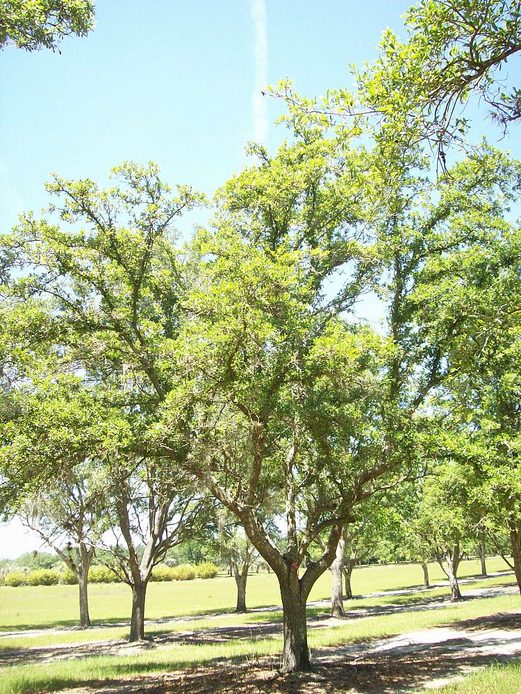 quercus-virginiana-live-oak-southern-oak-tree