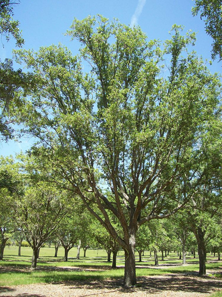 quercus-virginiana-live-oak-southern-oak-tree