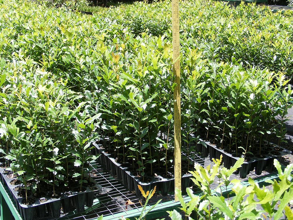 quercus-virginiana-live-oak-southern-oak-tree