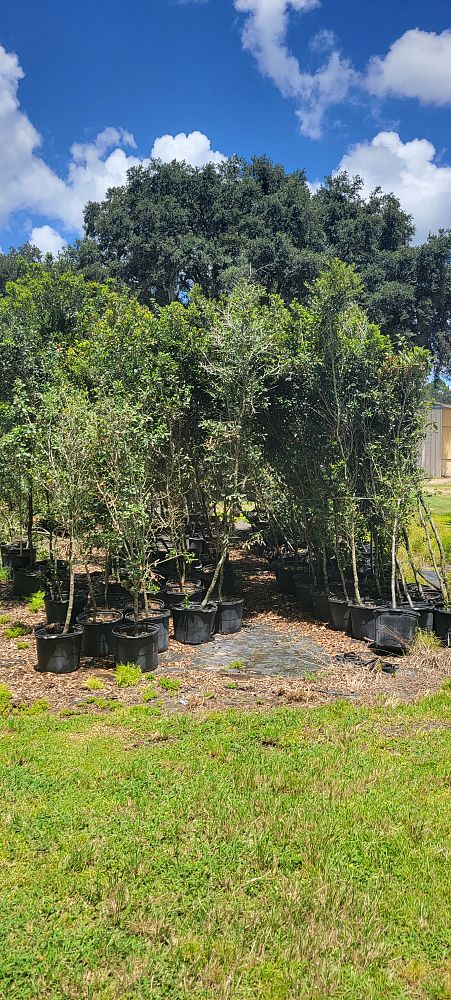 quercus-virginiana-live-oak-southern-oak-tree