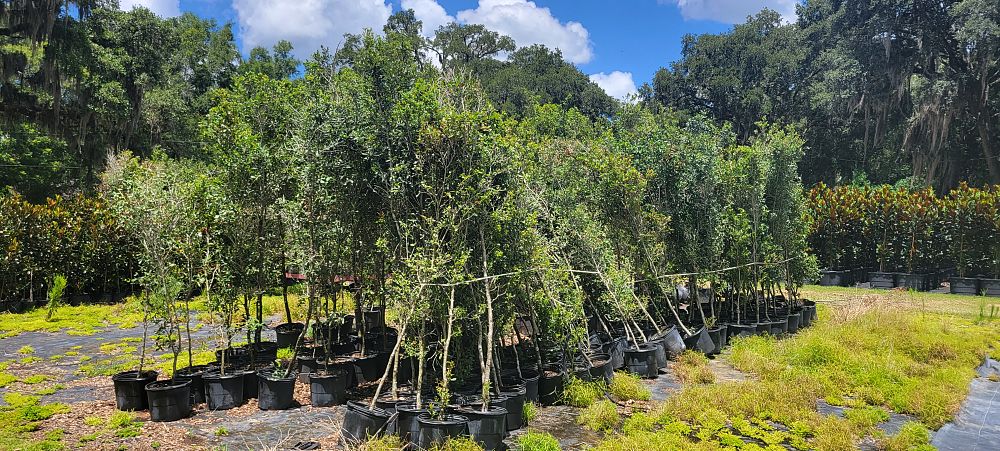 quercus-virginiana-live-oak-southern-oak-tree