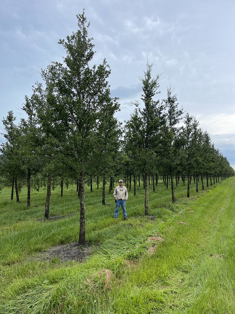 quercus-virginiana-live-oak-southern-oak-tree