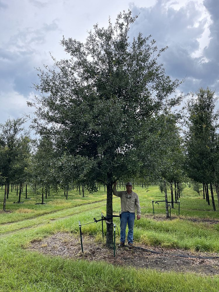 quercus-virginiana-live-oak-southern-oak-tree