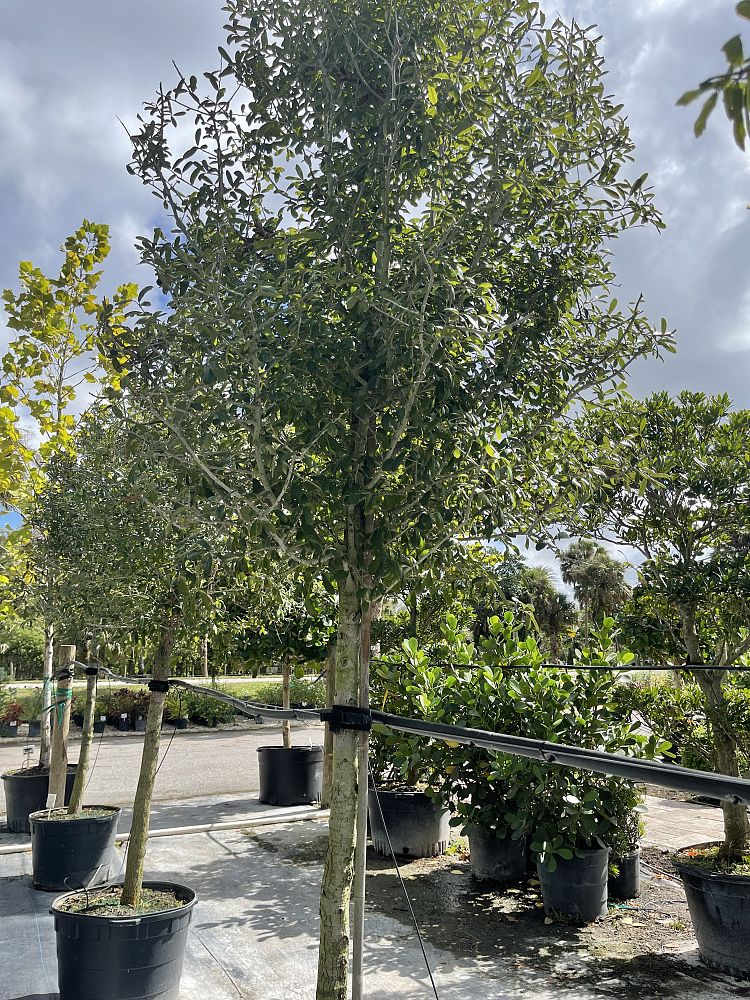 quercus-virginiana-live-oak-southern-oak-tree