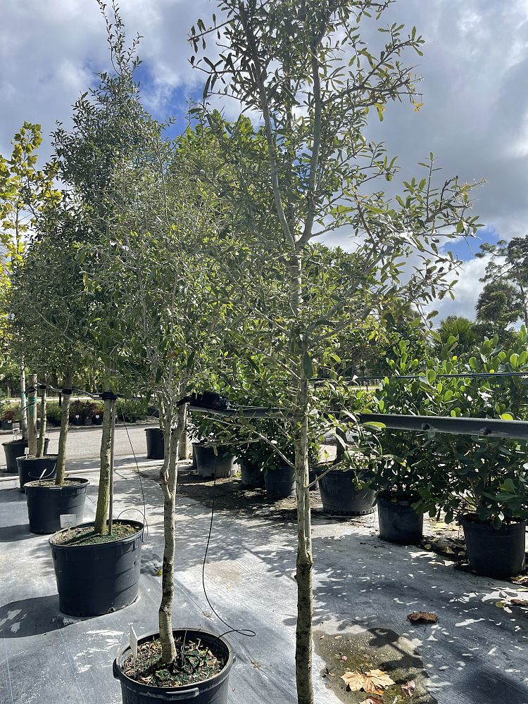 quercus-virginiana-live-oak-southern-oak-tree