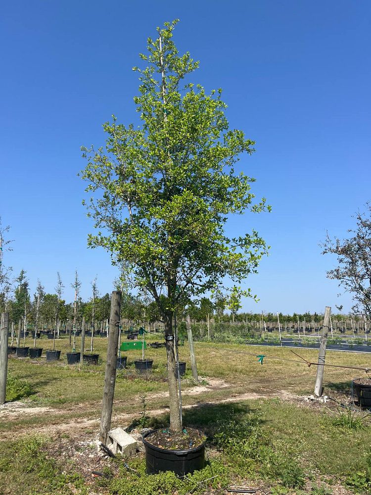 quercus-virginiana-live-oak-southern-oak-tree