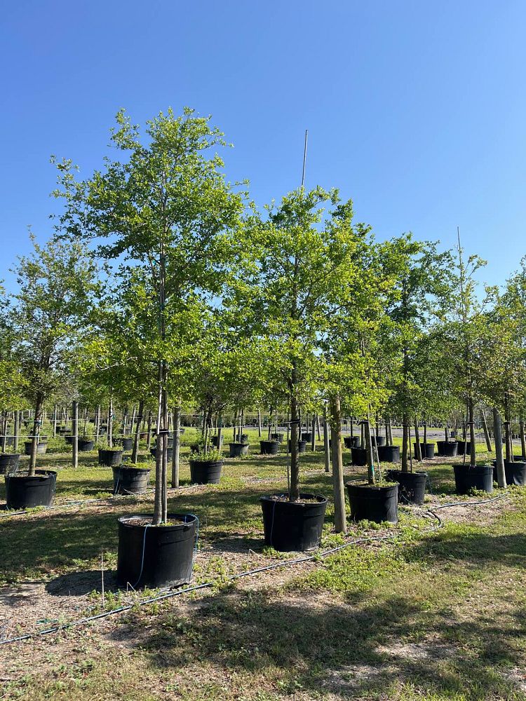 quercus-virginiana-live-oak-southern-oak-tree