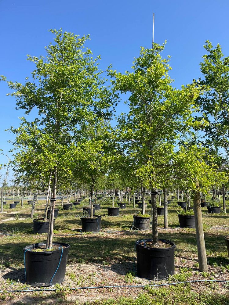 quercus-virginiana-live-oak-southern-oak-tree