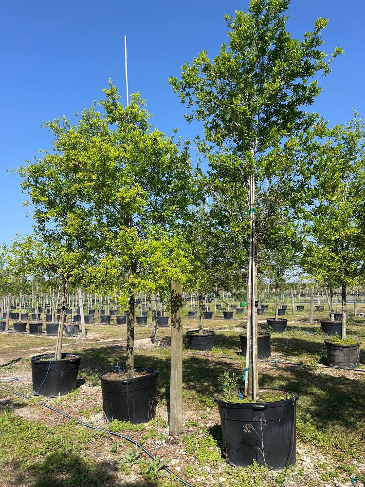 quercus-virginiana-live-oak-southern-oak-tree