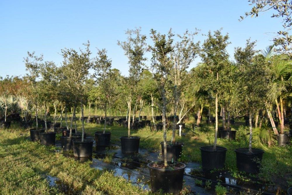 quercus-virginiana-live-oak-southern-oak-tree