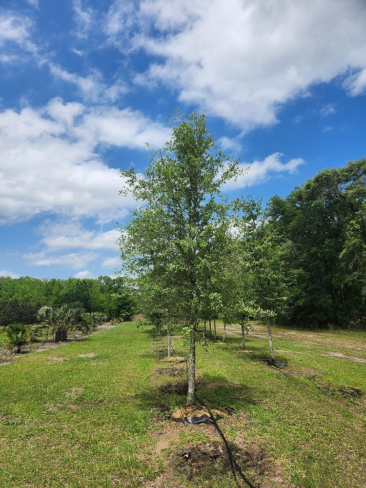quercus-virginiana-live-oak-southern-oak-tree