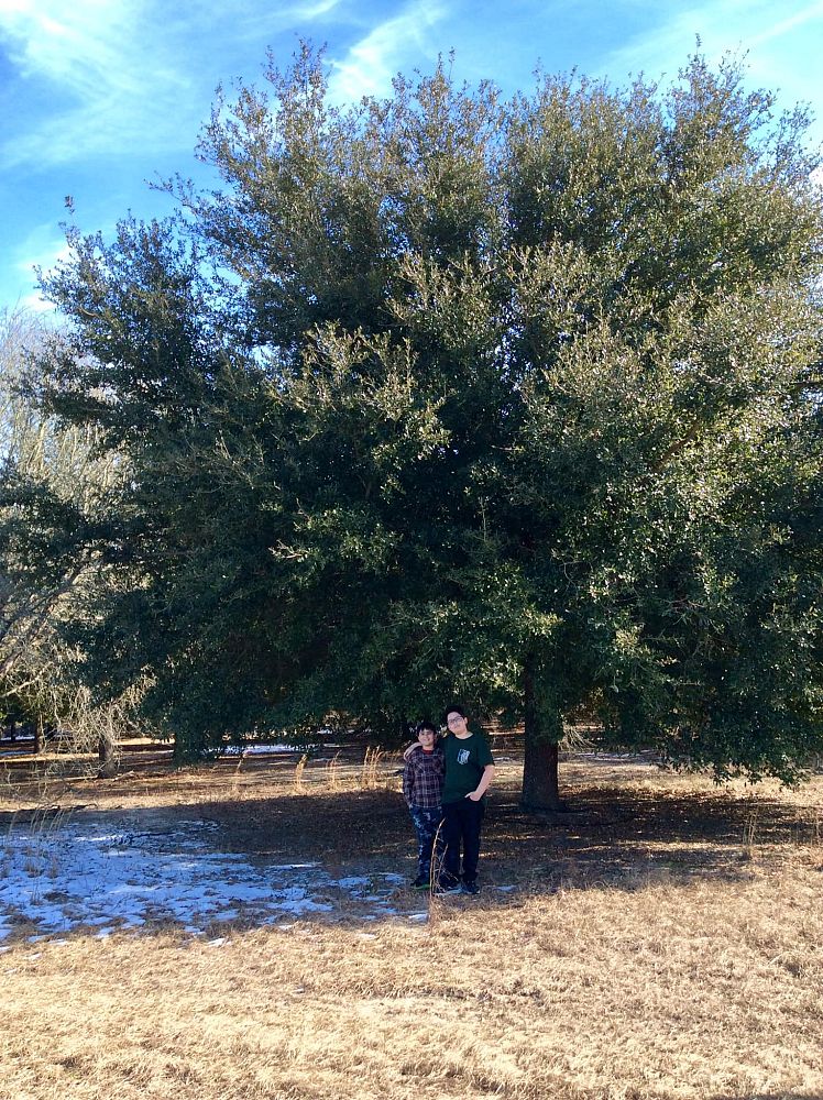 quercus-virginiana-live-oak-southern-oak-tree