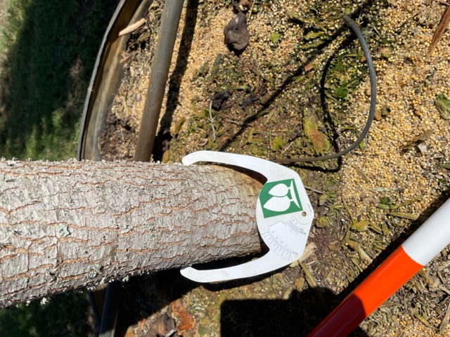 quercus-virginiana-live-oak-southern-oak-tree