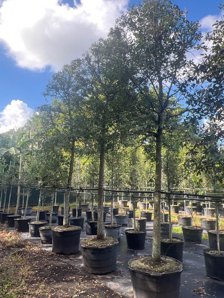 quercus-virginiana-live-oak-southern-oak-tree