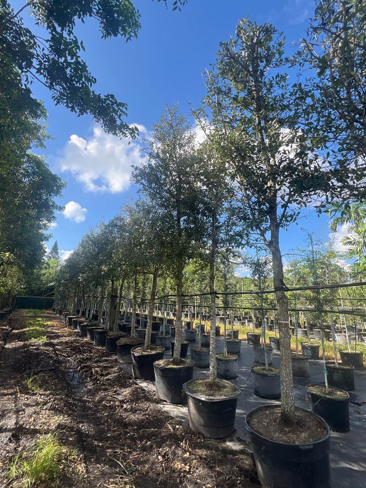 quercus-virginiana-live-oak-southern-oak-tree