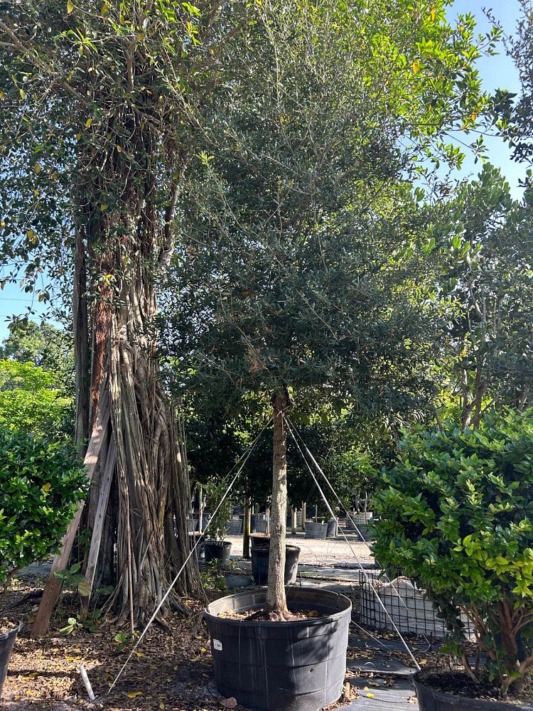 quercus-virginiana-live-oak-southern-oak-tree