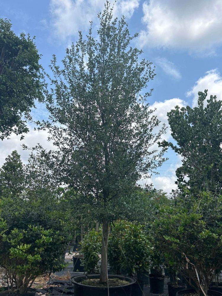 quercus-virginiana-live-oak-southern-oak-tree