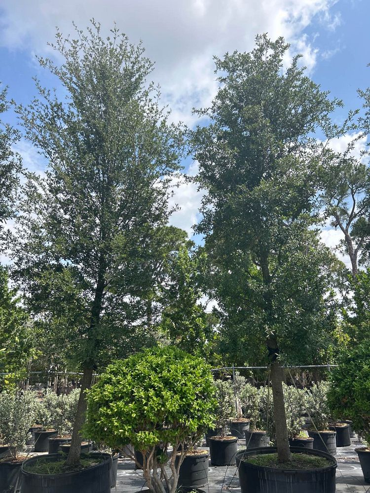 quercus-virginiana-live-oak-southern-oak-tree
