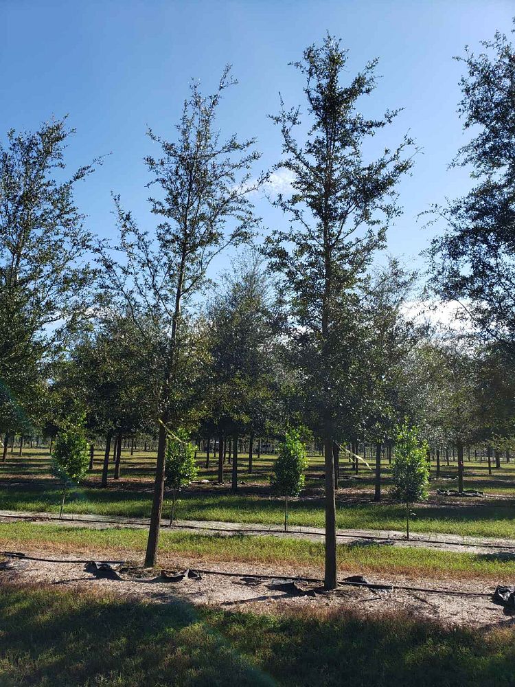 quercus-virginiana-live-oak-southern-oak-tree