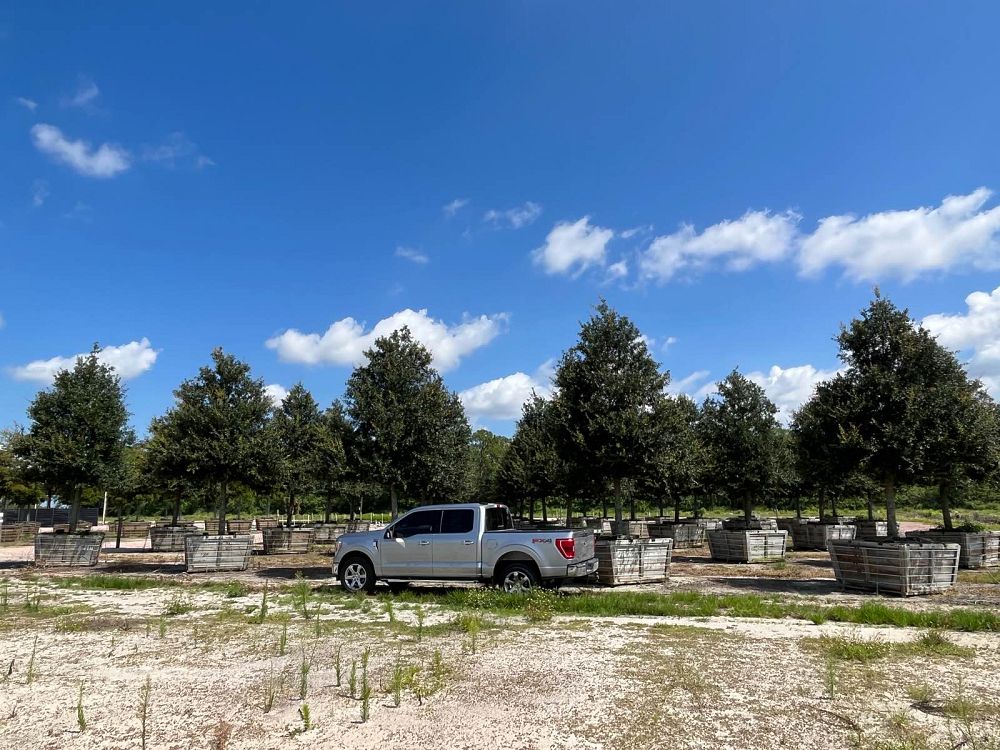 quercus-virginiana-live-oak-southern-oak-tree